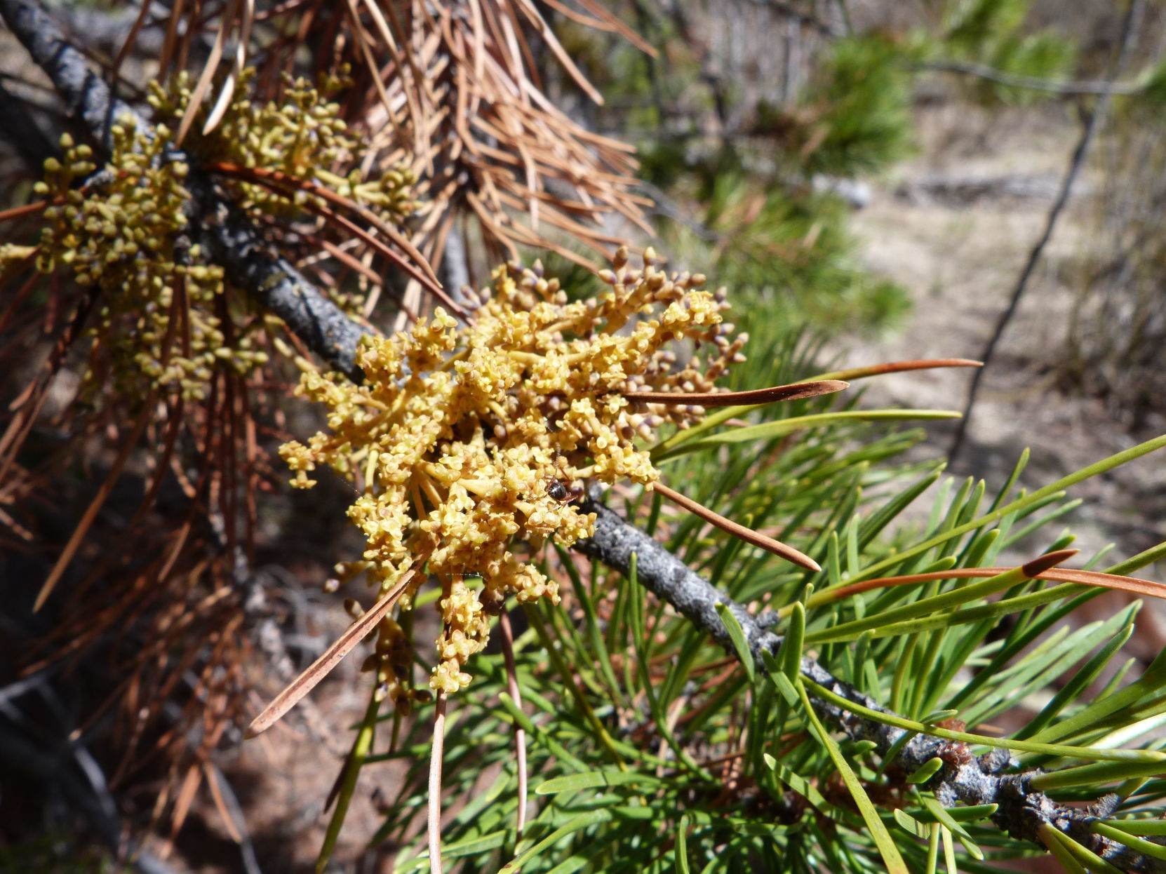 Dwarf mistletoe